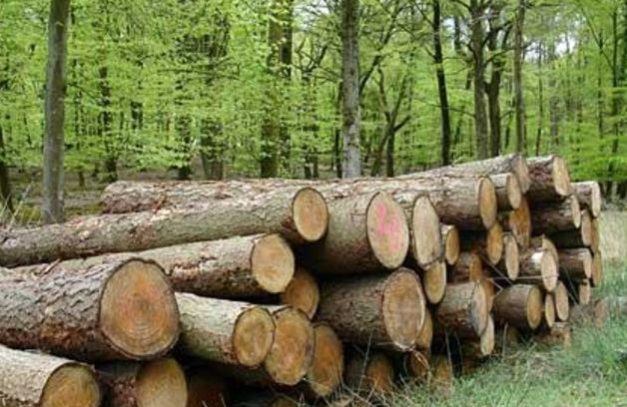 Forest-Industry-Sustainability
