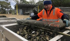 SFI40219- Certificate IV in Seafood Post Harvest Operations