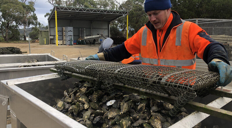 SFI40219- Certificate IV in Seafood Post Harvest Operations
