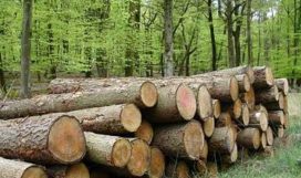 Forest-Industry-Sustainability
