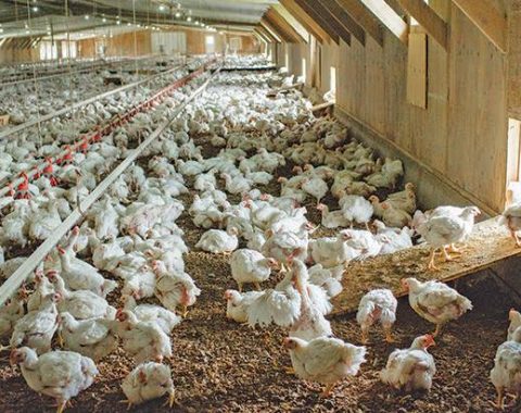 poultry-production